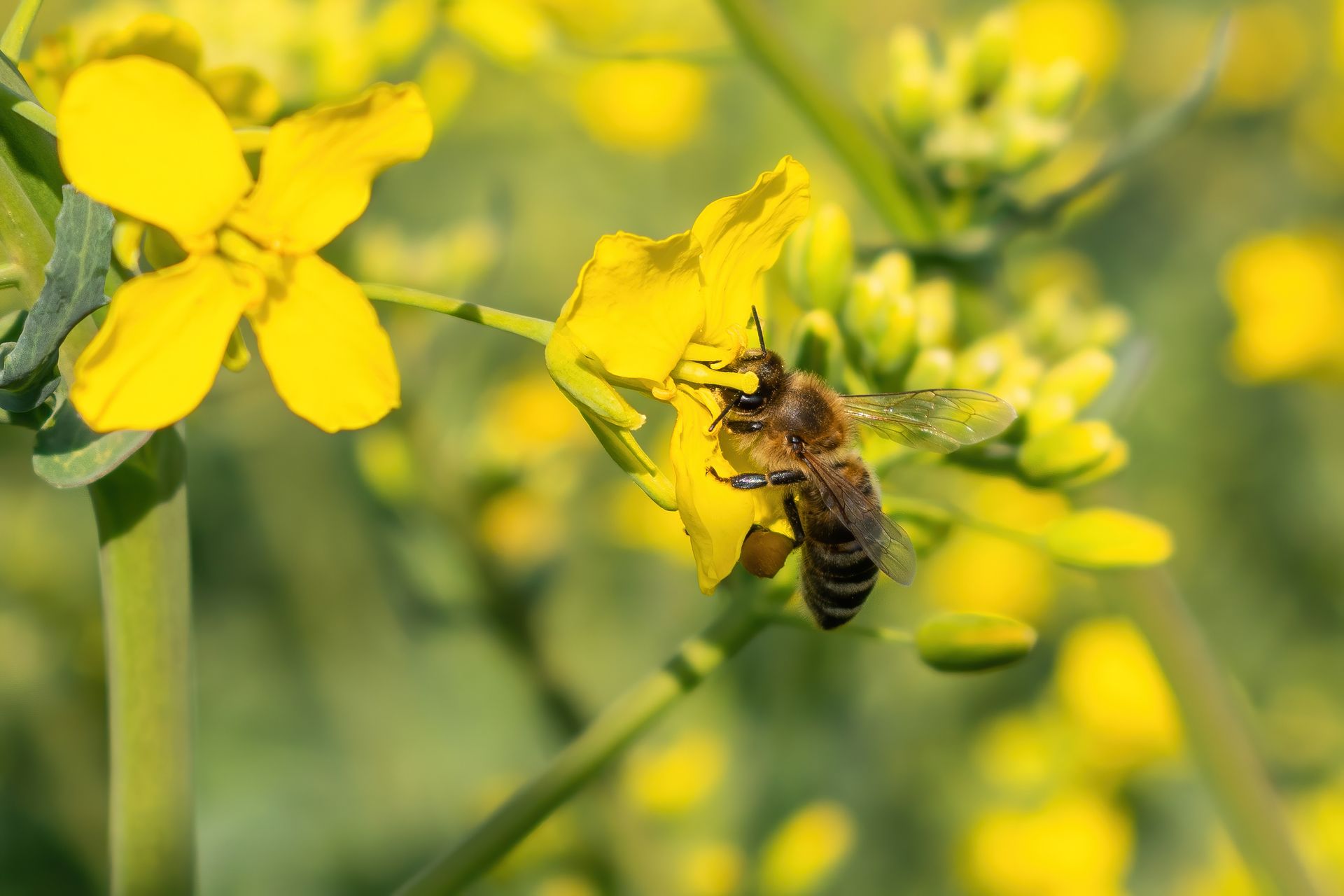 Comment les véhicules électriques pourraient aider les pollinisateurs à retrouver des fleurs