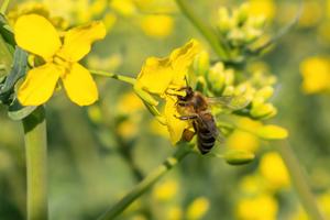Pour attirer les pollinisateurs, les fleurs libèrent des mélanges complexes de composés organiques volatils — en somme, leur parfum. Ces effluves agissent comme un GPS pour les abeilles et autres insectes.