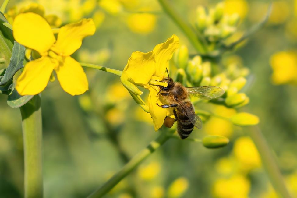 Pour attirer les pollinisateurs, les fleurs libèrent des mélanges complexes de composés organiques volatils — en somme, leur parfum. Ces effluves agissent comme un GPS pour les abeilles et autres insectes.