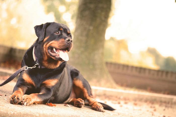 La victime aurait été attaquée par le chien de la famille, un Rottweiler de 60 kg.