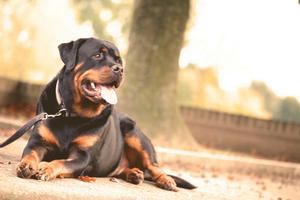 Un chien (image d'illustration)