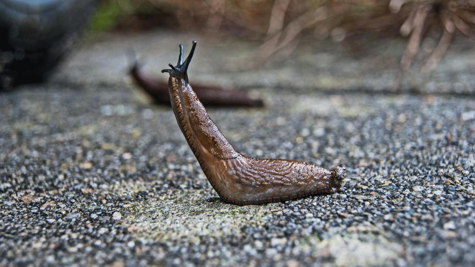 Presque tous ceux qui possèdent un jardin savent à quel point les limaces peuvent être nuisibles.