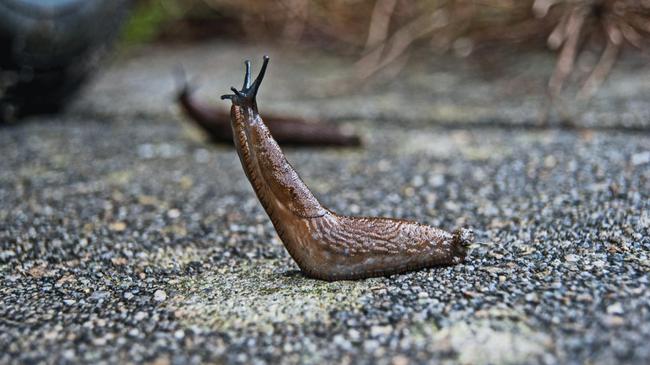 Presque tous ceux qui possèdent un jardin savent à quel point les limaces peuvent être nuisibles.