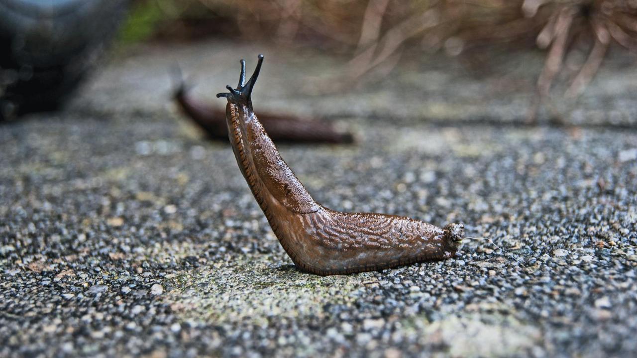 Presque tous ceux qui possèdent un jardin savent à quel point les limaces peuvent être nuisibles.
