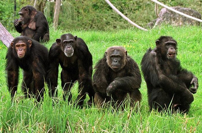 chimpanzés singes AFP