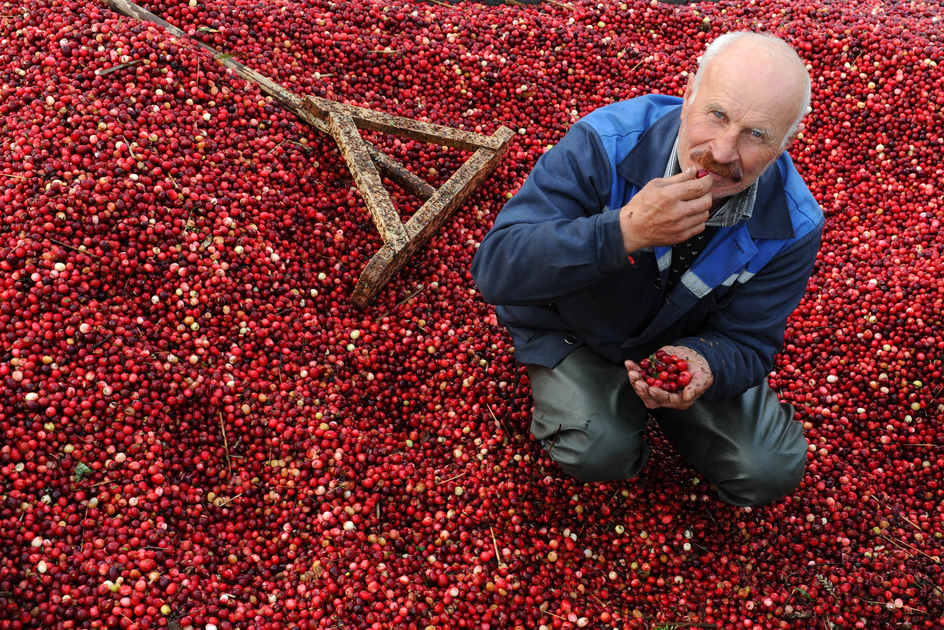 Les cranberries, un atout santé à Noël