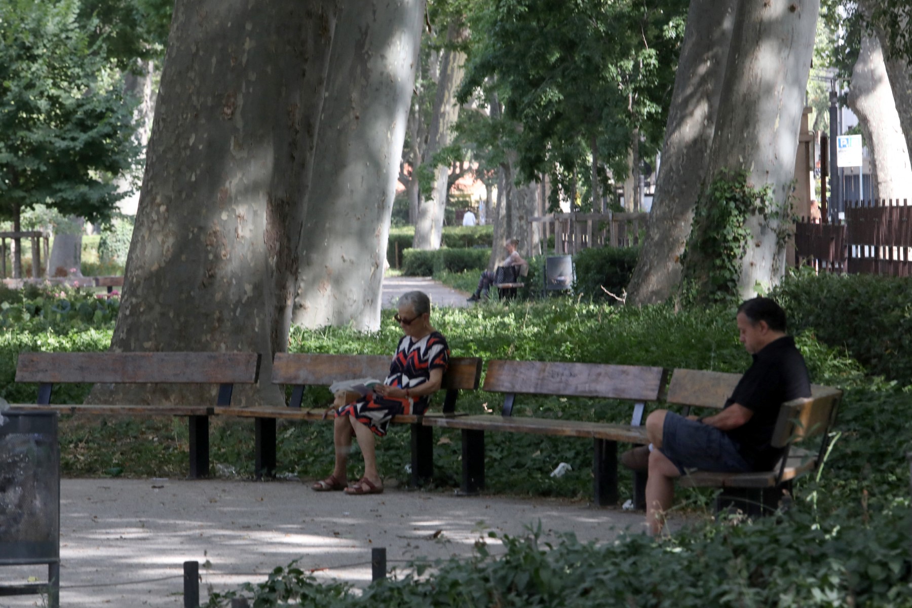 Les arbres peuvent-ils vraiment climatiser nos villes et nos maisons ?