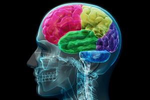 Cerveau
