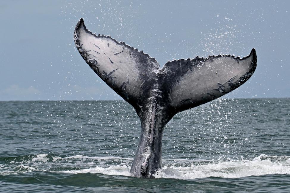 Une baleine à bosse (Megaptera novaeangliae) lors de ses adieux dans le cadre du festival folklorique Marimba et Plage, dans l'océan Pacifique près de Juanchaco, département de Valle del Cauca, en Colombie, le 12 octobre 2025.