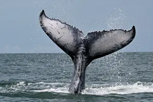 Une baleine à bosse (Megaptera novaeangliae) lors de ses adieux dans le cadre du festival folklorique Marimba et Plage, dans l'océan Pacifique près de Juanchaco, département de Valle del Cauca, en Colombie, le 12 octobre 2025.