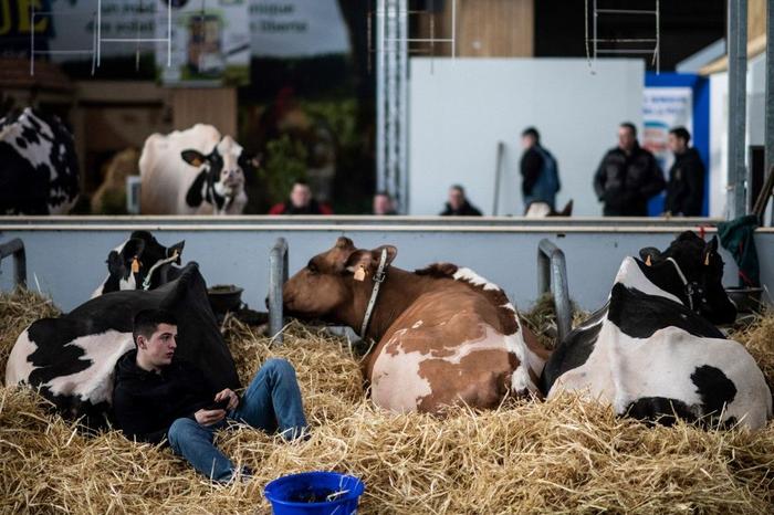 Salon de l'agriculture 2020 - AFP