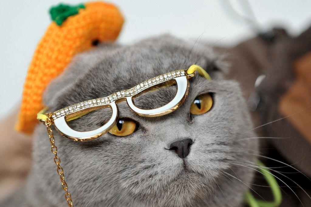 Chat - AFP