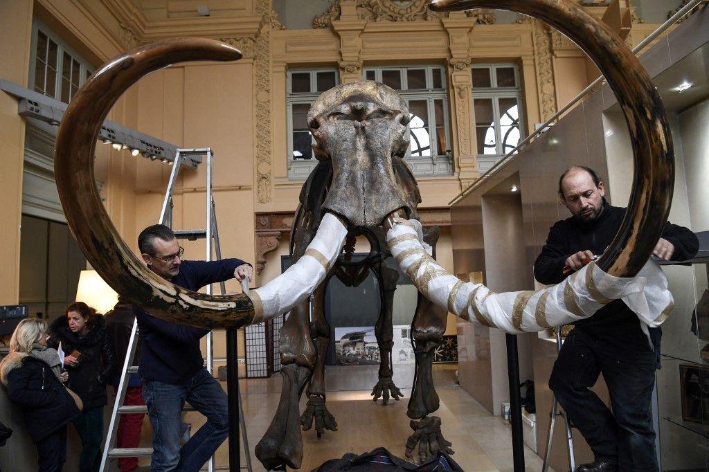 mammouth préhistoire AFP