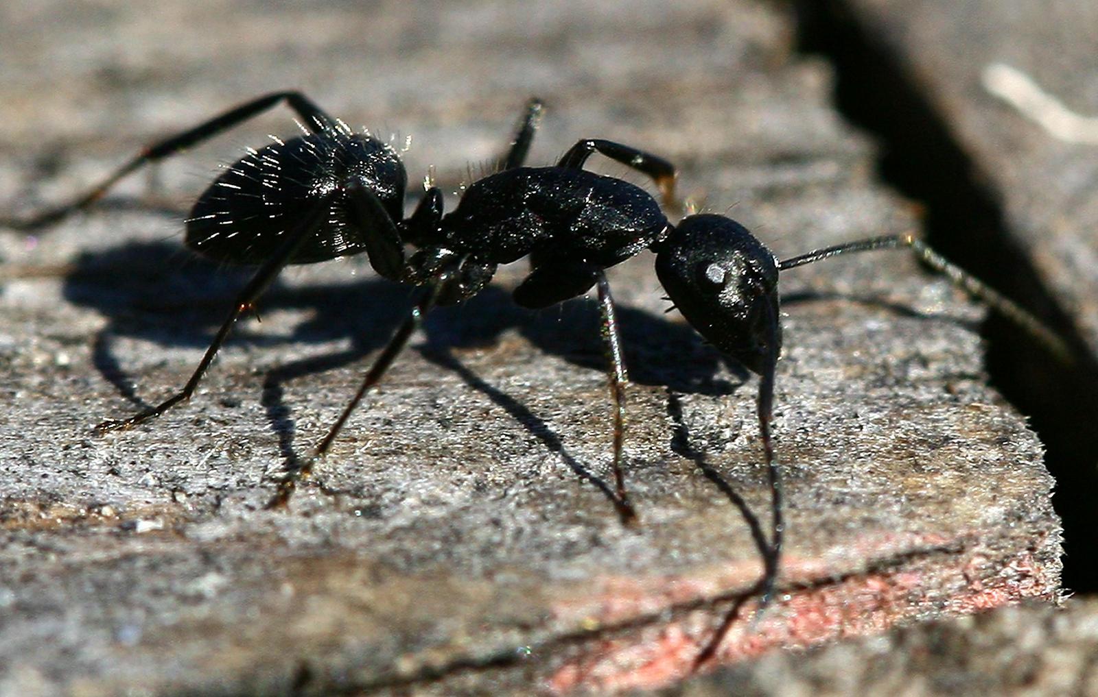 Trafic de fourmis.