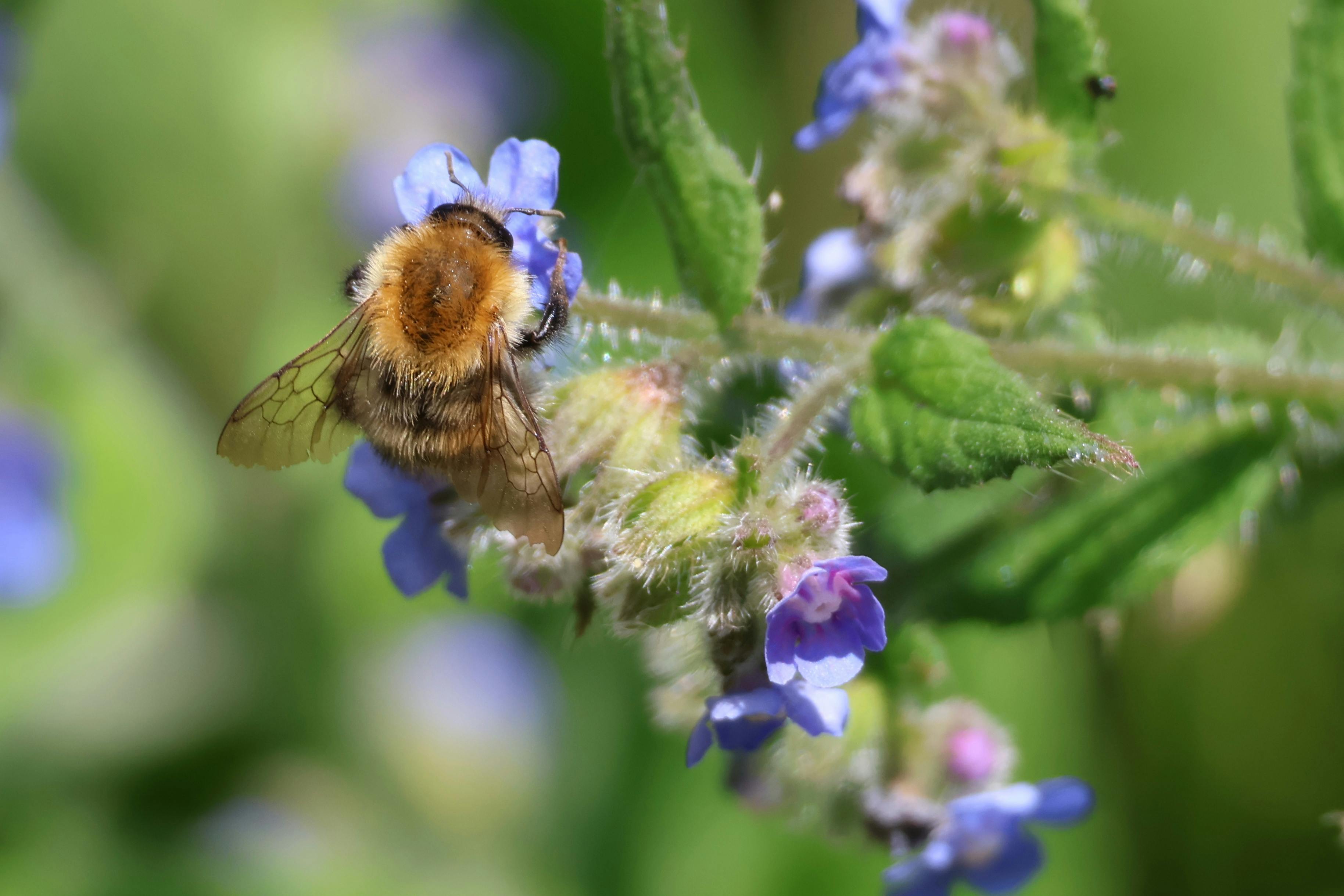 Les vagues de chaleur perturbent la vie sexuelle des abeilles - nouvelle étude