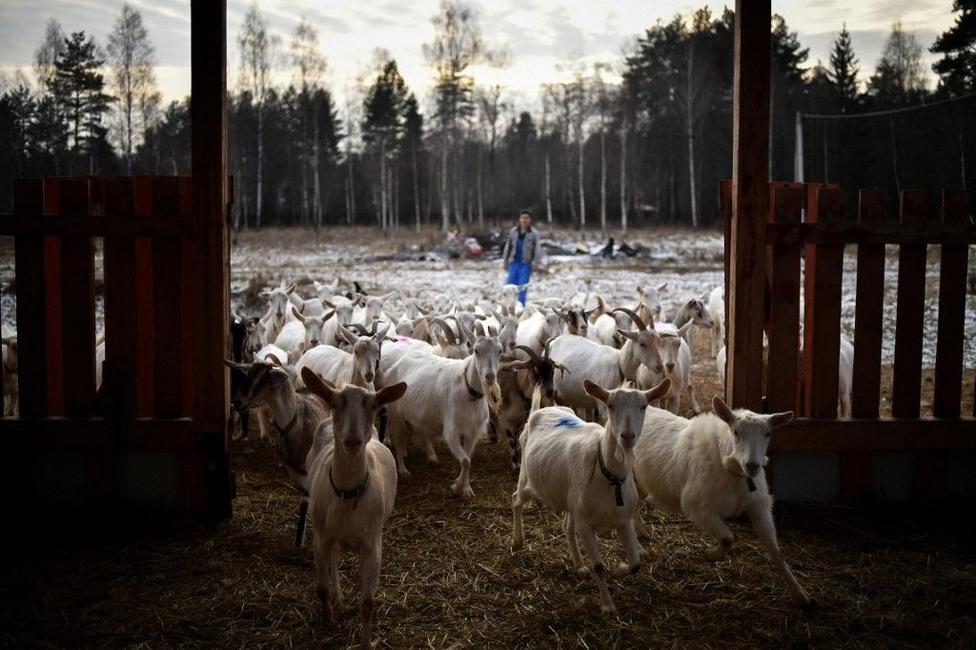 ferme russe - AFP