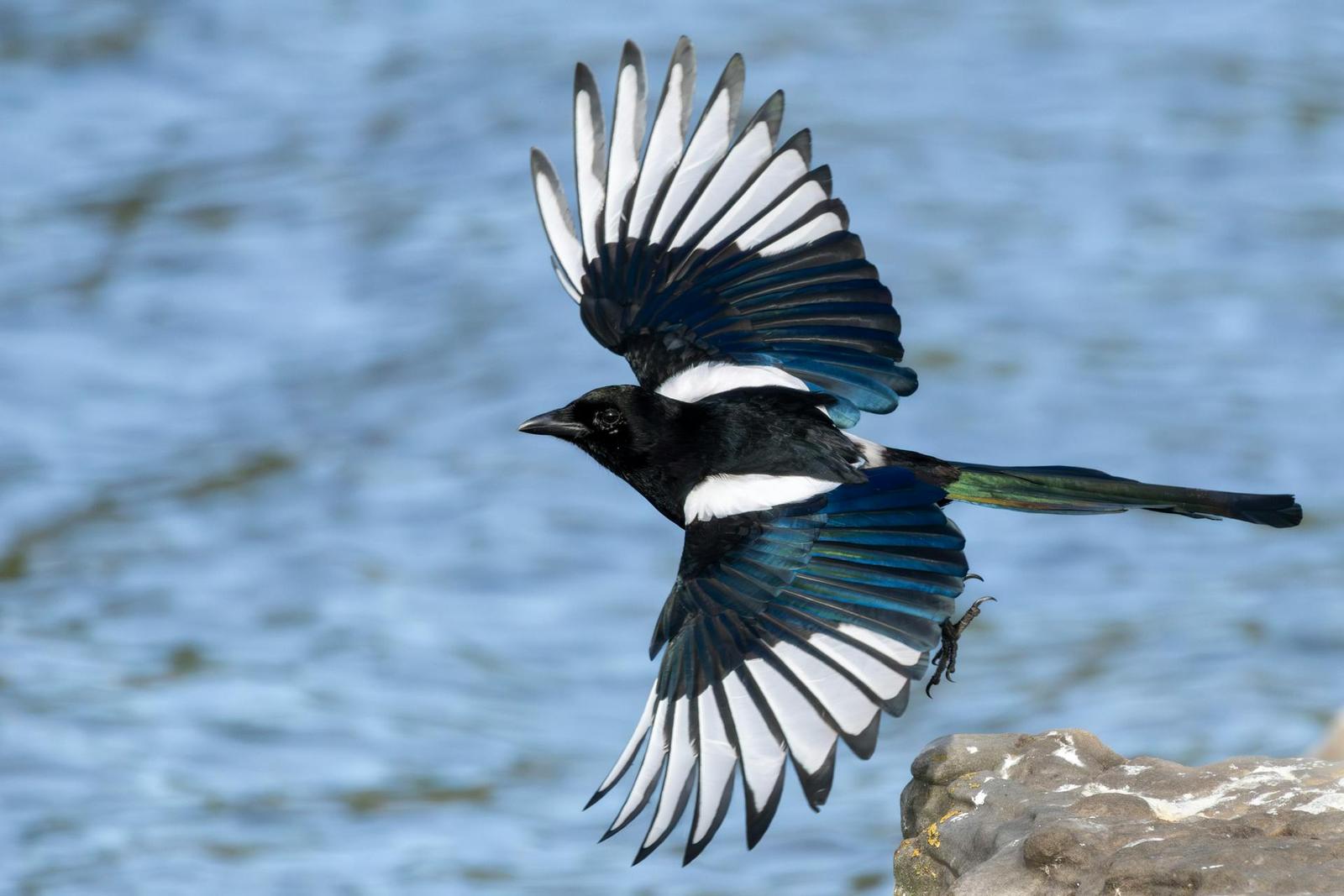 Kookaburras, pies, loriquets… L’étude s’intéresse à cinq espèces australiennes communes