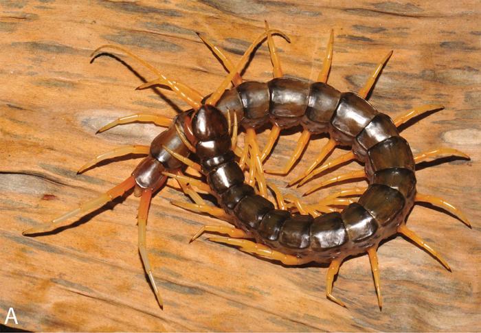 La Scolopendra cataracta, myriapode chilopode de la famille des Scolopendridae, découverte en 2001.