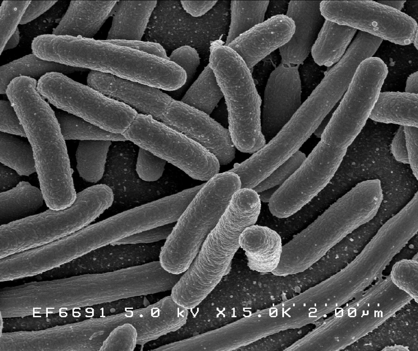 Micrographie électronique à balayage d'Escherichia coli, cultivé et collé sur une lamelle.