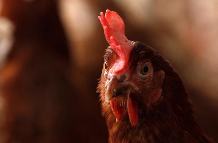 Une poule. (Image d'illustration)