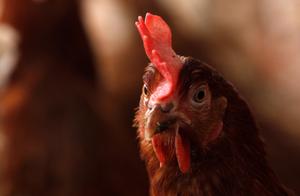 Une poule. (Image d'illustration)