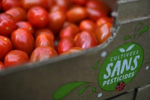 tomates