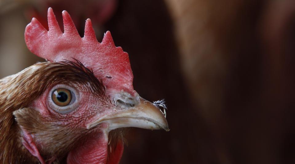 Une poule