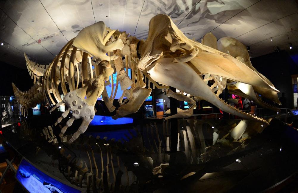 Des ossements de cachalots sont exposés lors d'une avant-première de « Baleines : Géants des profondeurs », la nouvelle exposition temporaire du Musée américain d'histoire naturelle de New York.