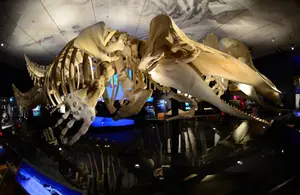 Des ossements de cachalots sont exposés lors d'une avant-première de « Baleines : Géants des profondeurs », la nouvelle exposition temporaire du Musée américain d'histoire naturelle de New York.