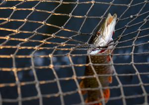 Pêche (image d'illustration).