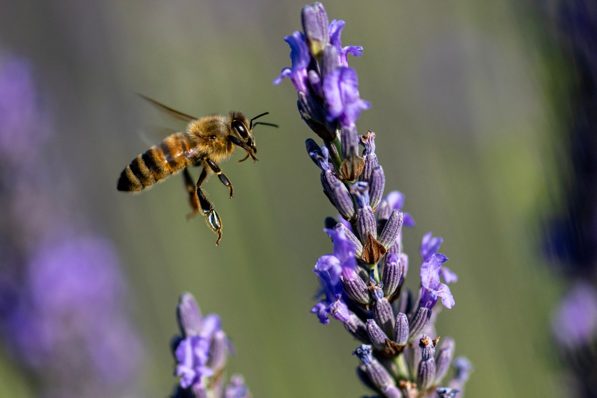Comment les abeilles luttent-elles pour survivre cet été ?