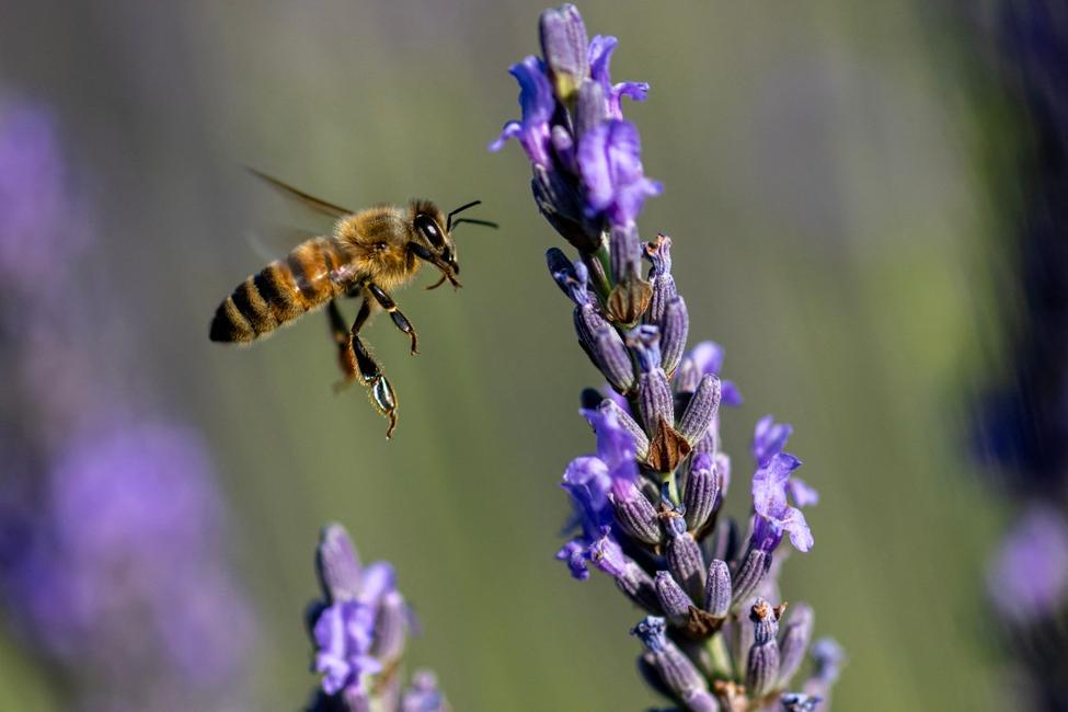 Une abeille butine des fleurs de lavande à Valensole, dans le sud de la France.