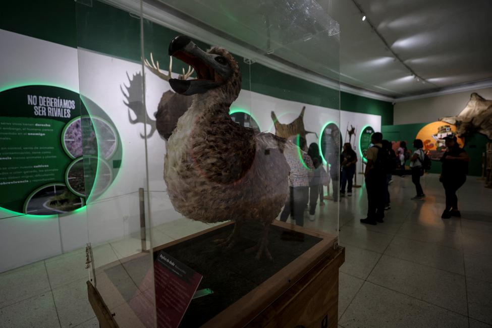 Vue d’une réplique du dodo (Raphus cucullatus), oiseau incapable de voler aujourd’hui disparu, au Musée des sciences naturelles de Caracas, le 12 mars 2025.
