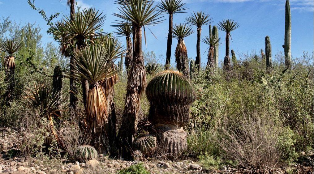 cactus AFP