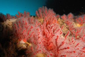 Corail