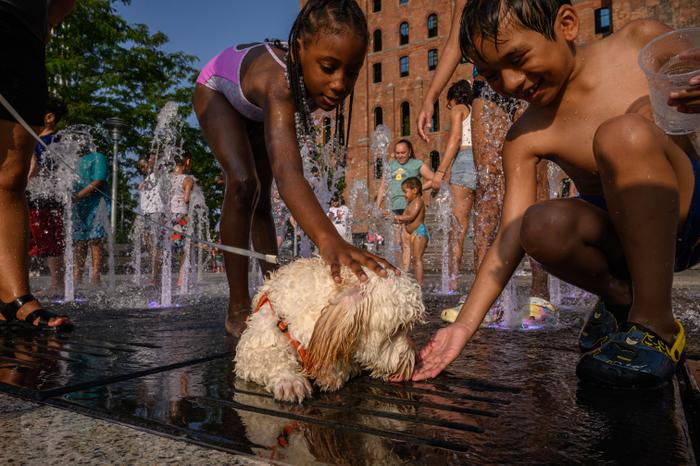 Chien fontaine canicule