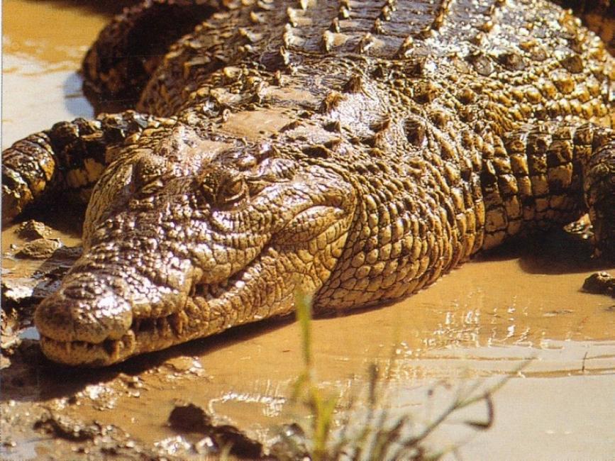 Crocodile. (Image d'illustration)