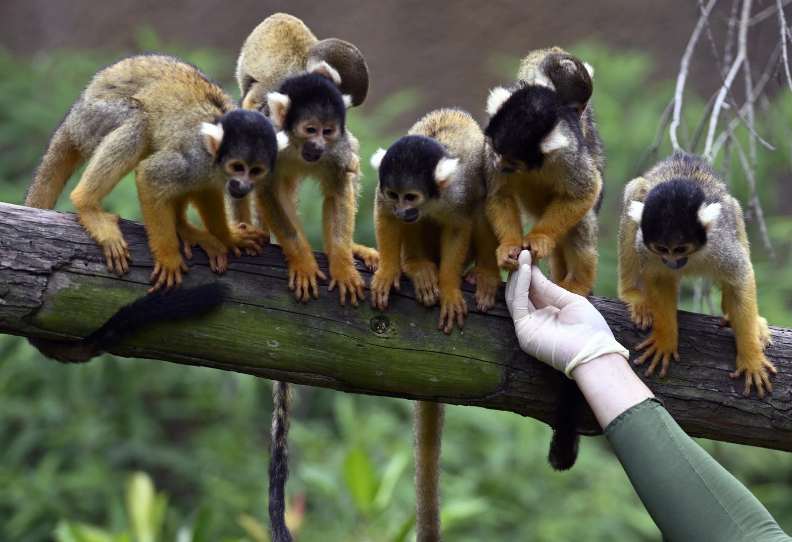 Des singes-écureuils attendant leur nourriture au zoo de Taipei. (Image d'illustration)
