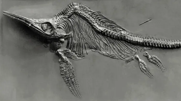 Fossile de ichthyosaure. (Image d'illustration)