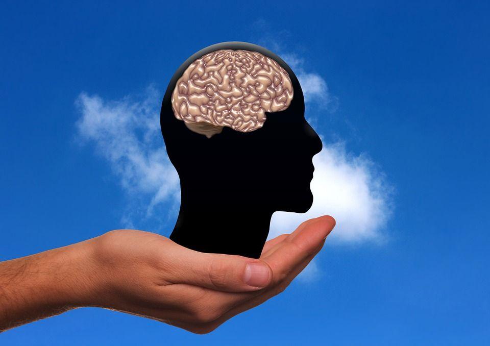 Un cerveau. (Image d'illustration)