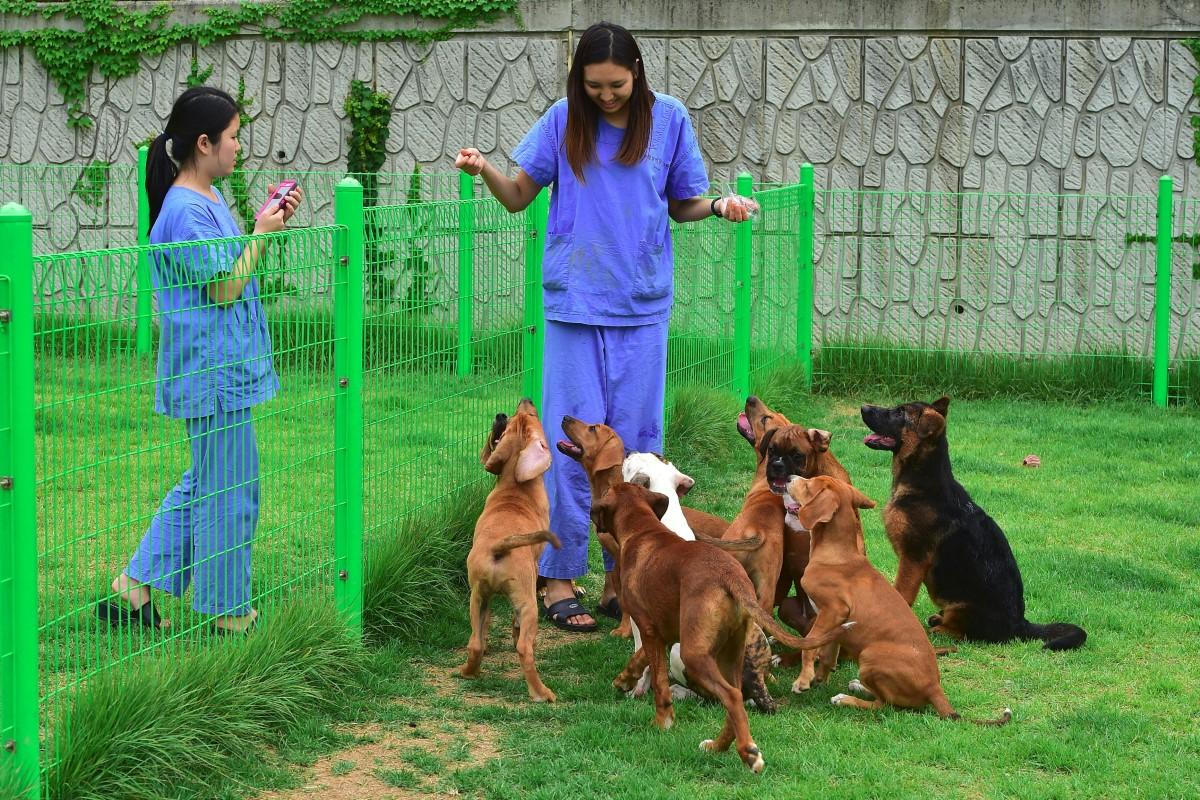 Des chercheuses sud-coréennes jouant avec des chiens clonés sur la pelouse clôturée de la Fondation de recherche Sooam Biotech, leader mondial du clonage d'animaux de compagnie, à Séoul.