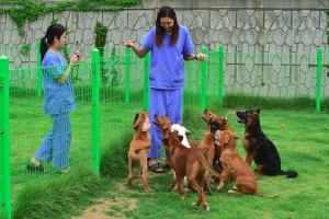 Des chercheuses sud-coréennes jouant avec des chiens clonés sur la pelouse clôturée de la Fondation de recherche Sooam Biotech, leader mondial du clonage d'animaux de compagnie, à Séoul.