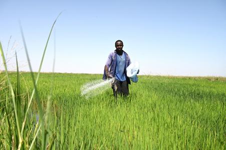 Un ouvrier agricole épand de l'engrais sur sa rizière dans le village de Ciagaar, près de Rosso, dans la vallée du fleuve Sénégal.