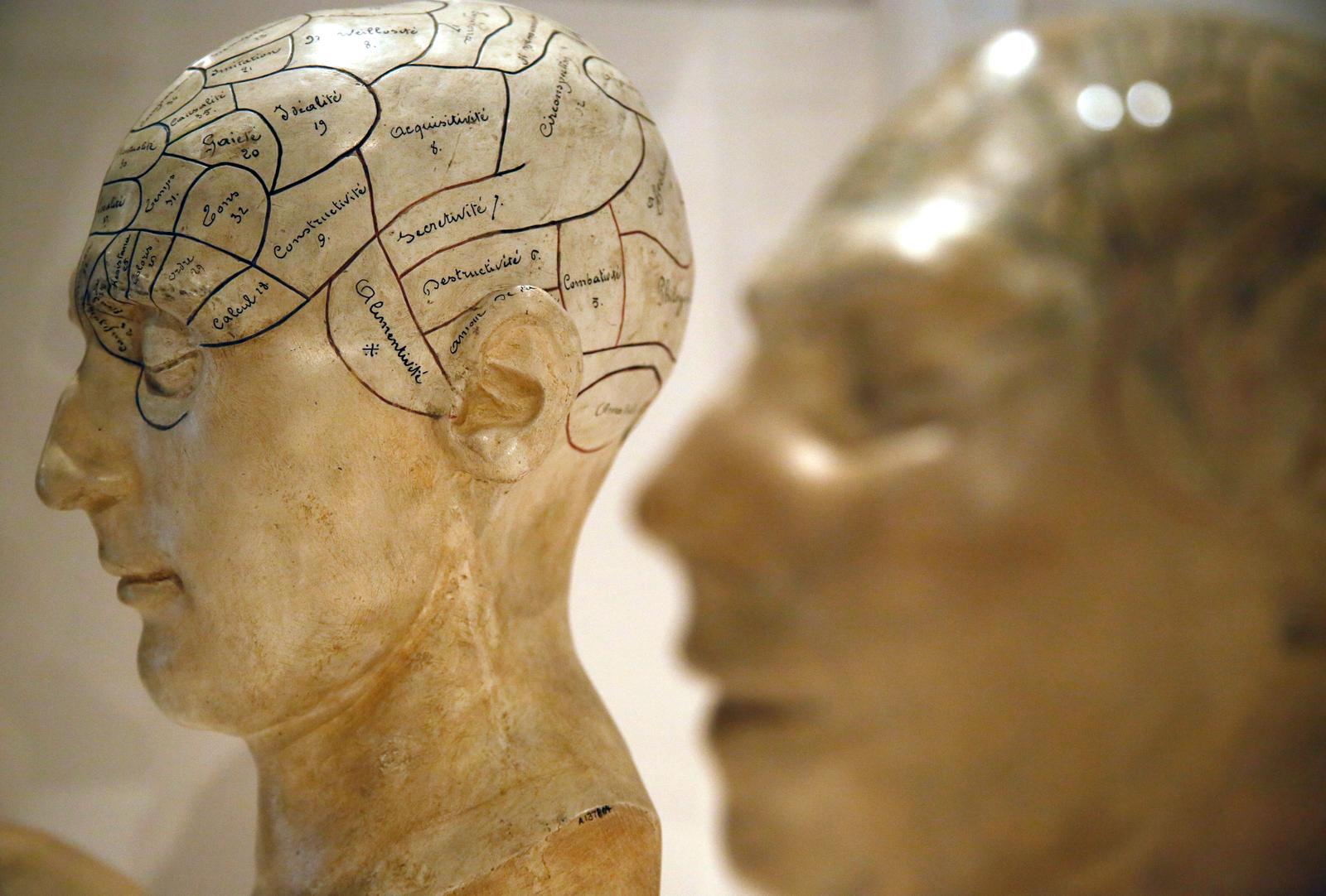 Le cerveau humain. (Image d'illustration)