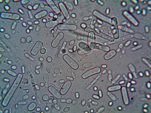 cellules