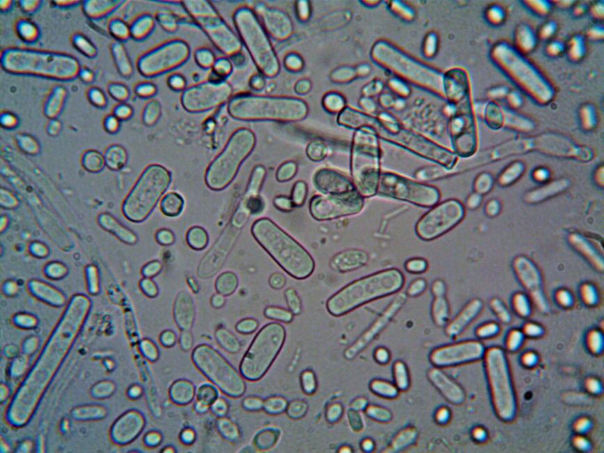 cellules