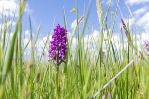 Une photographie prise le 1er juin 2022, sur la commune de Valuejols, dans le centre de la France, montre une orchidée sauvage.