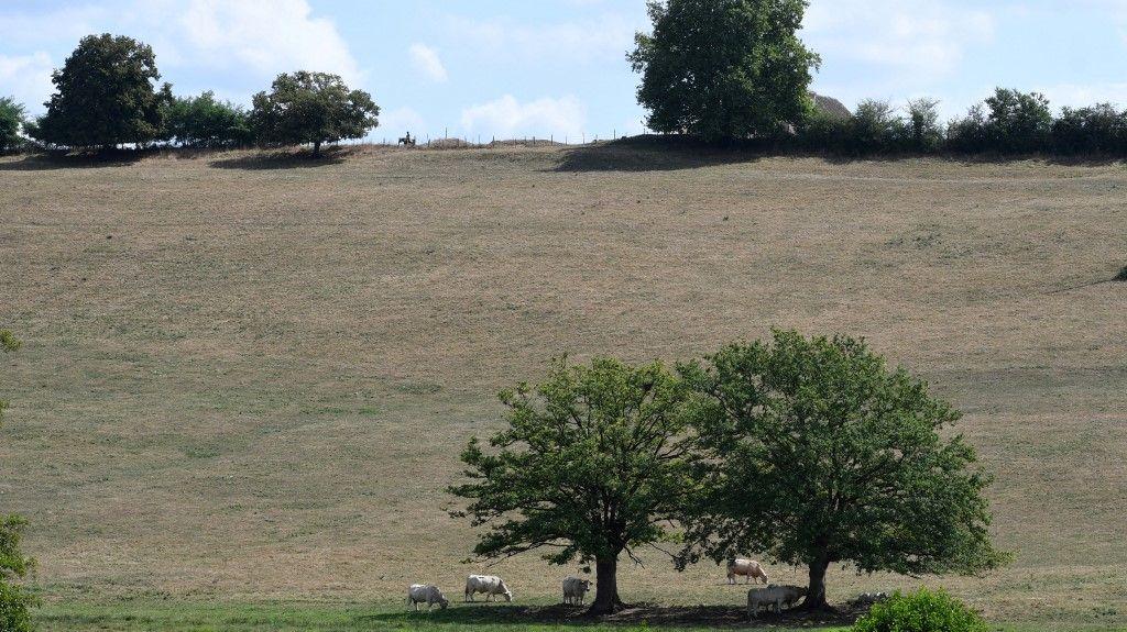 élevage prairie - AFP