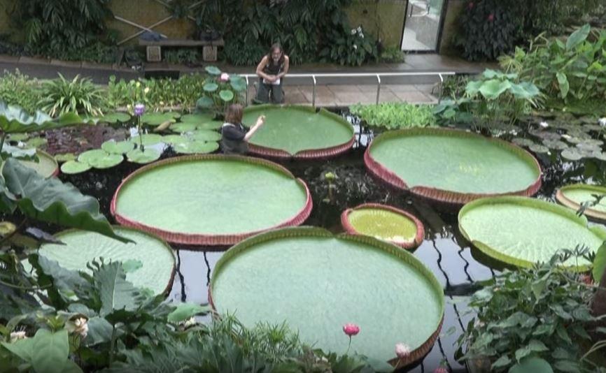 nénuphar