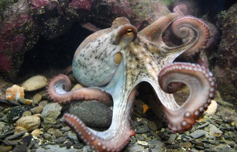 Une pieuvre est photographiée au centre marin Oceanopolis, à Brest.